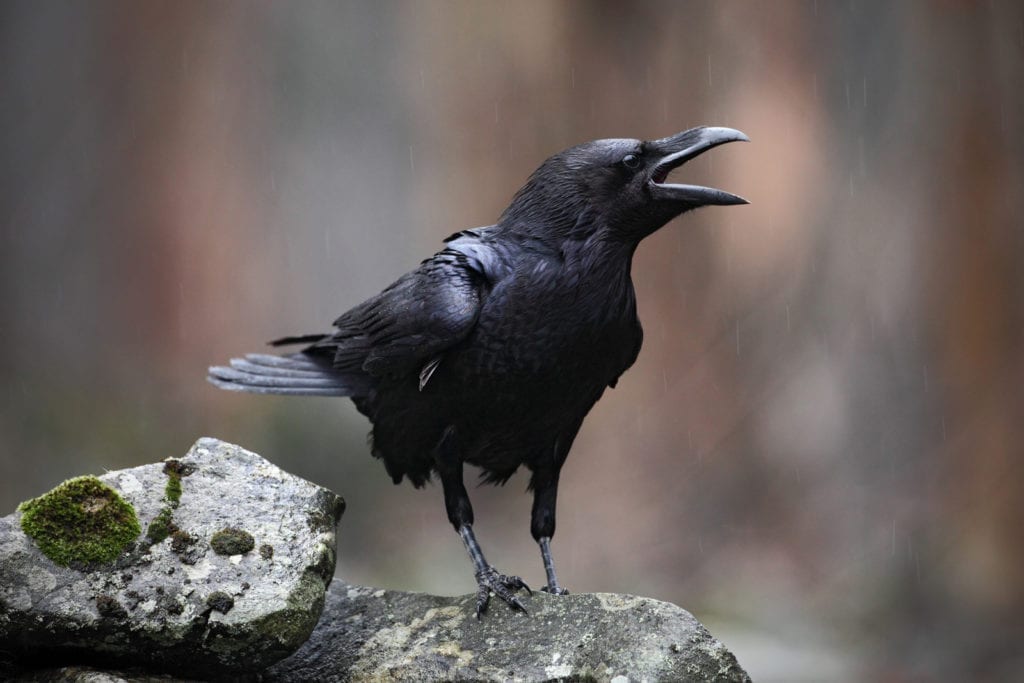 Animals, Totems, and Spirit Guides Blackbirds3-1024x683