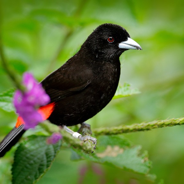 meaning of black birds