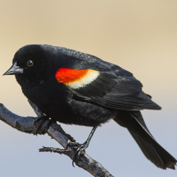 meaning of black birds