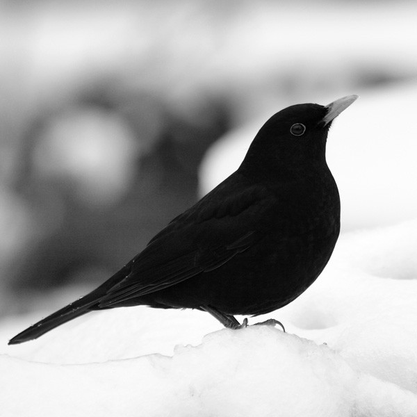 meaning of black birds