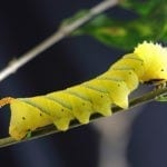 Caterpillar Meaning