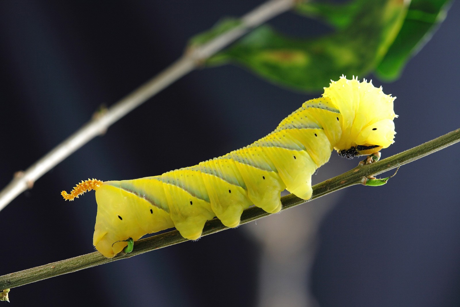 Capturing Symbolic Caterpillar Meaning on Whats-Your-Sign