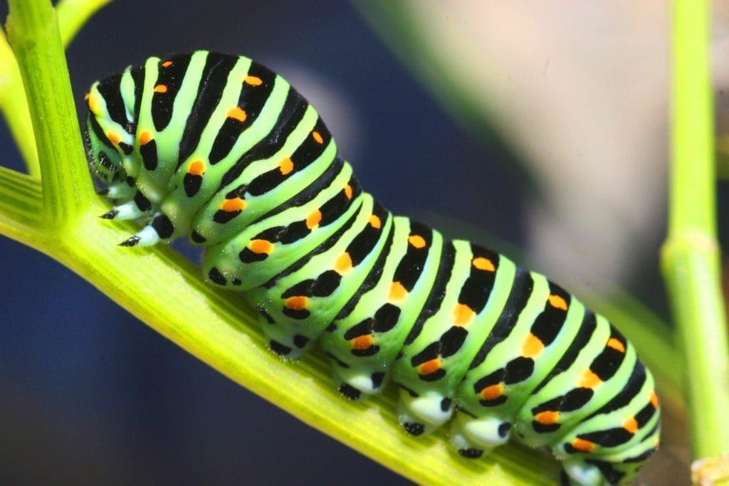 Caterpillar Meaning