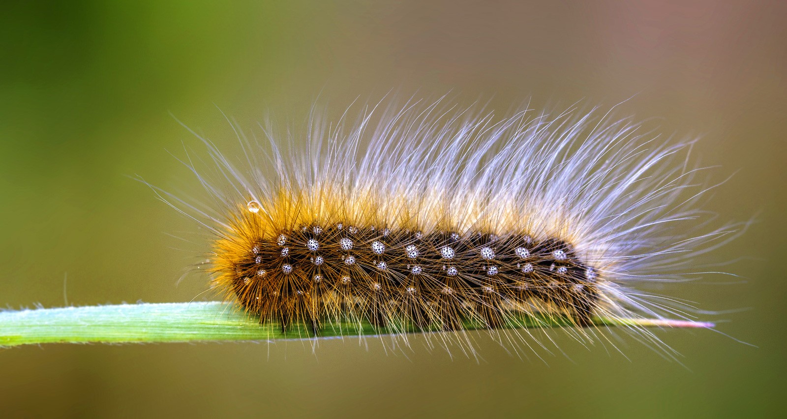 capturing-symbolic-caterpillar-meaning-on-whats-your-sign