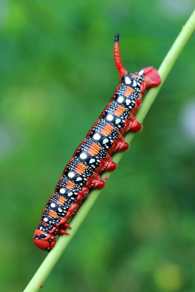 symbolic caterpillar meaning