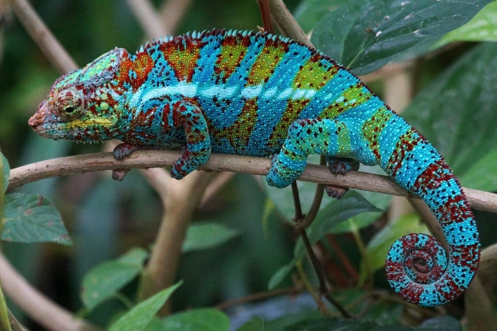 Chameleon Meaning