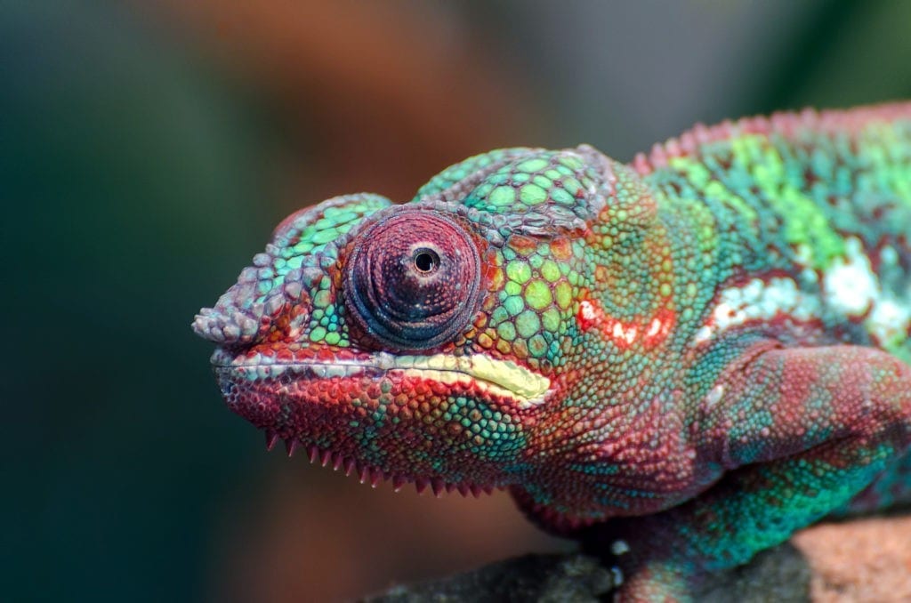 Chameleon Meaning