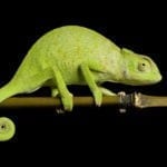 Chameleon Meaning