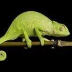 Chameleon Meaning