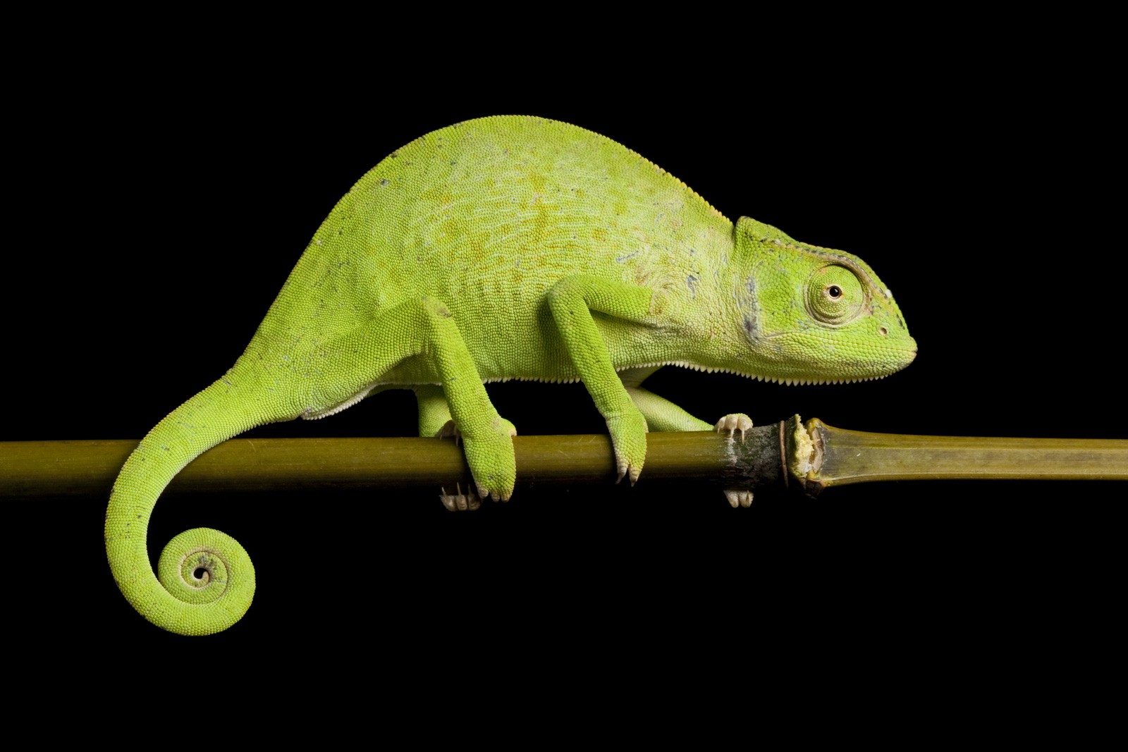 Symbolic Chameleon Meanings