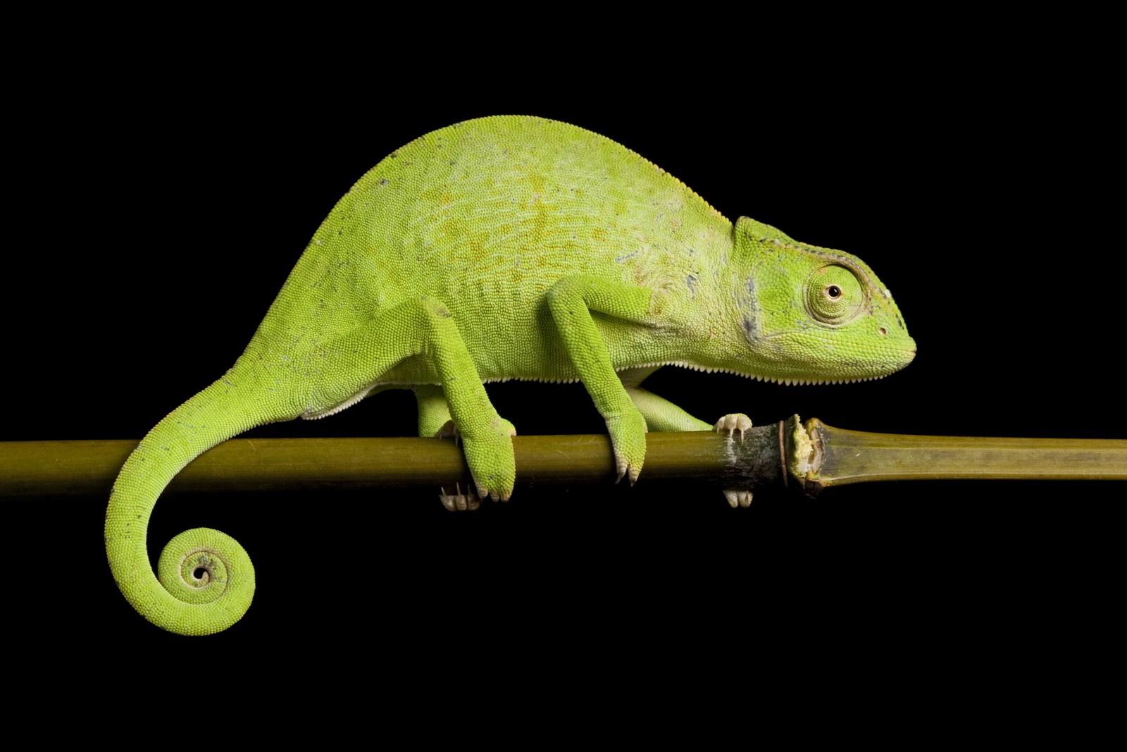 What is a chameleon personality