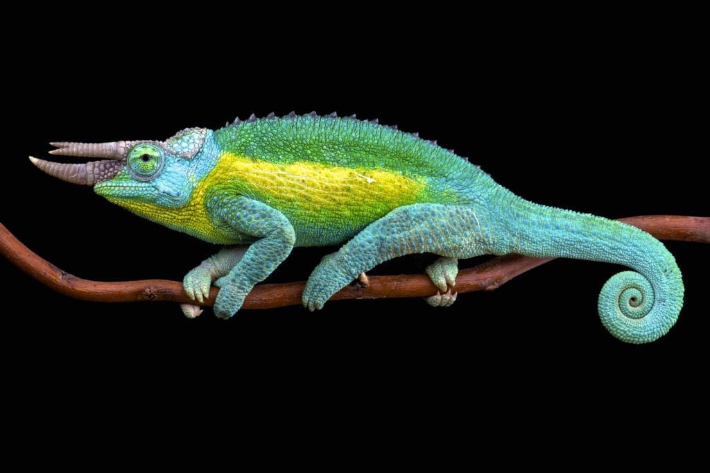 Chameleon Meaning