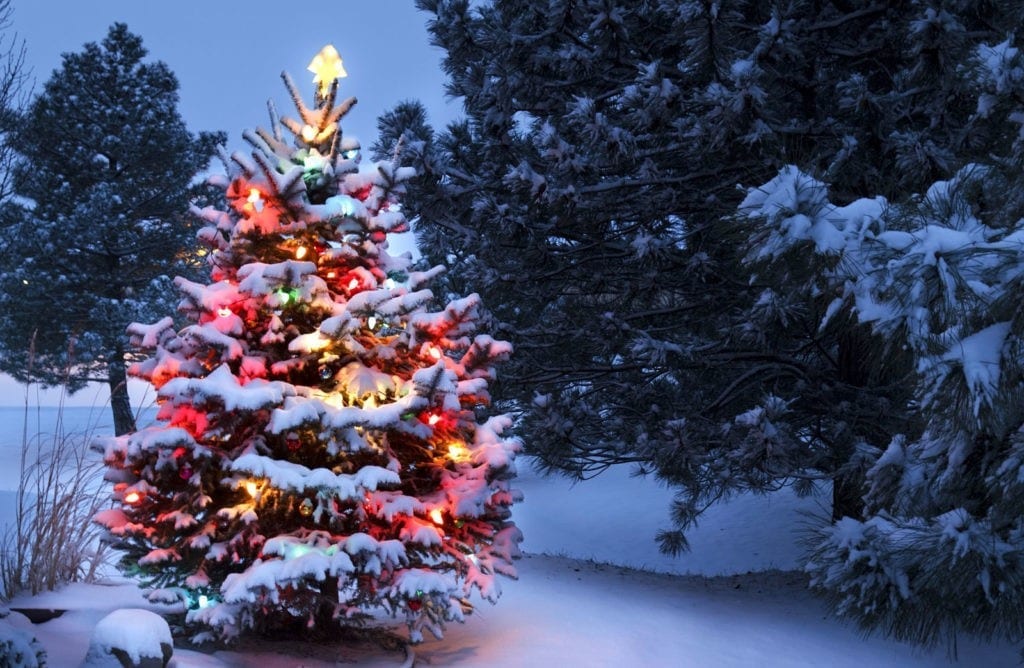 symbolic meaning of the Christmas tree