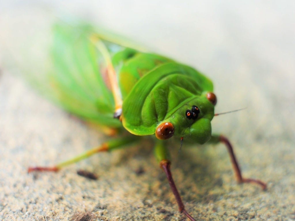 Symbolic Cicada Meaning