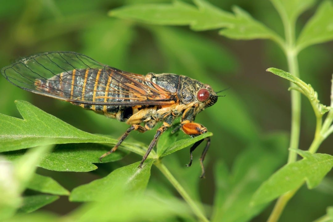 Flying Into Symbolic Cicada Meaning on WhatsYourSign