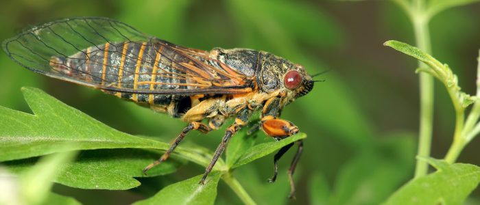 Symbolic Cicada Meaning