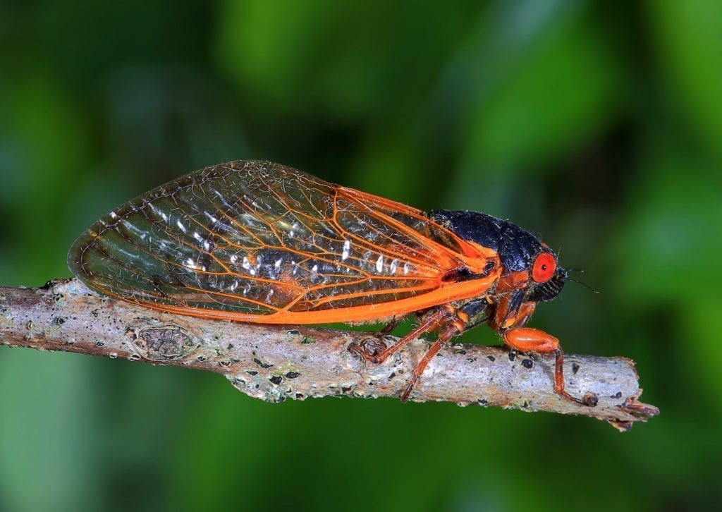 Symbolic Cicada Meaning