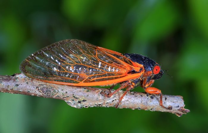 Symbolic Cicada Meaning