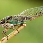 symbolic cicada meaning