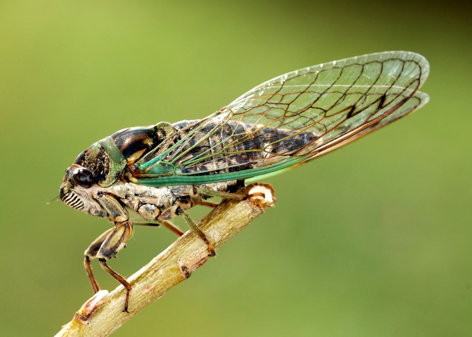 Spiritual and Symbolic Cicada Meaning