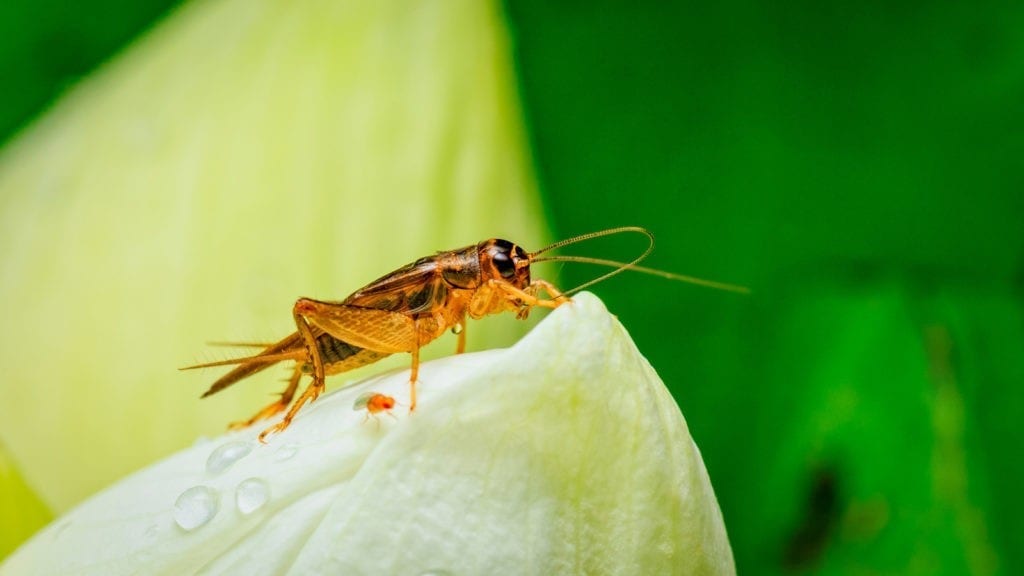 cricket meaning