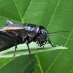 Symbolic meaning of crickets