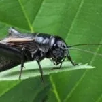 Symbolic meaning of crickets