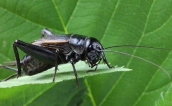 Symbolic meaning of crickets