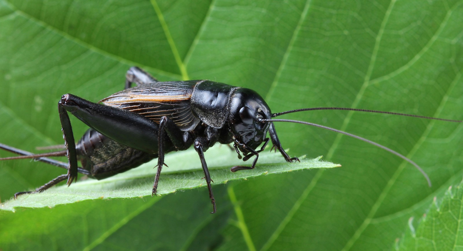 Symbolic meaning of crickets