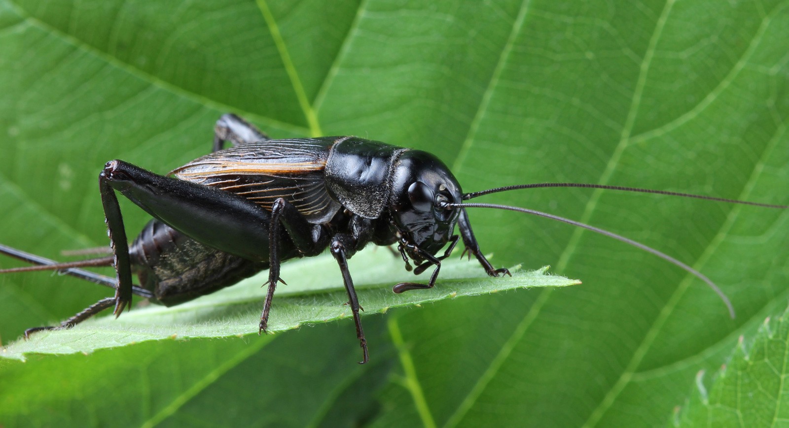 Symbolic Meaning of Crickets