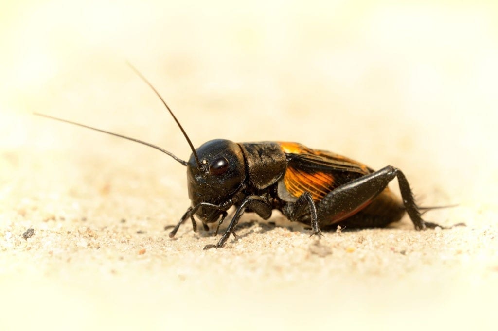 meaning of crickets