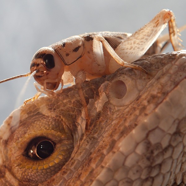 symbolic meaning of crickets