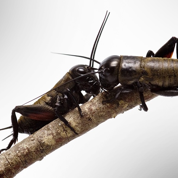 symbolic meaning of crickets