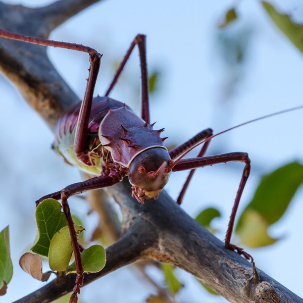 symbolic meaning of crickets