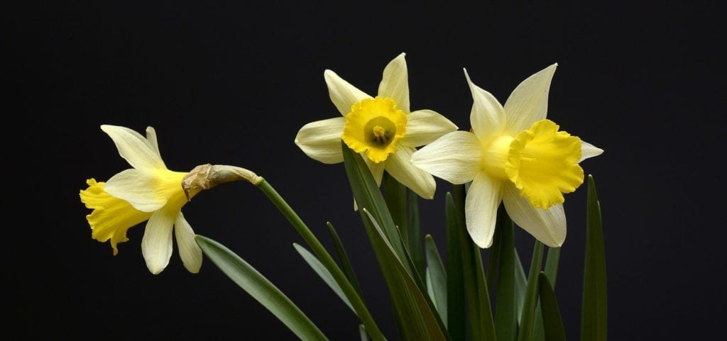 Daffodil Meanings