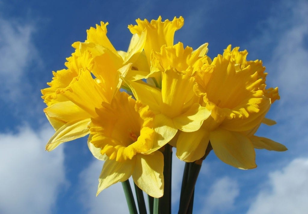 Super Symbolic Daffodil Meanings on WhatsYourSign