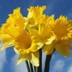 Symbolic Daffodil Meaning