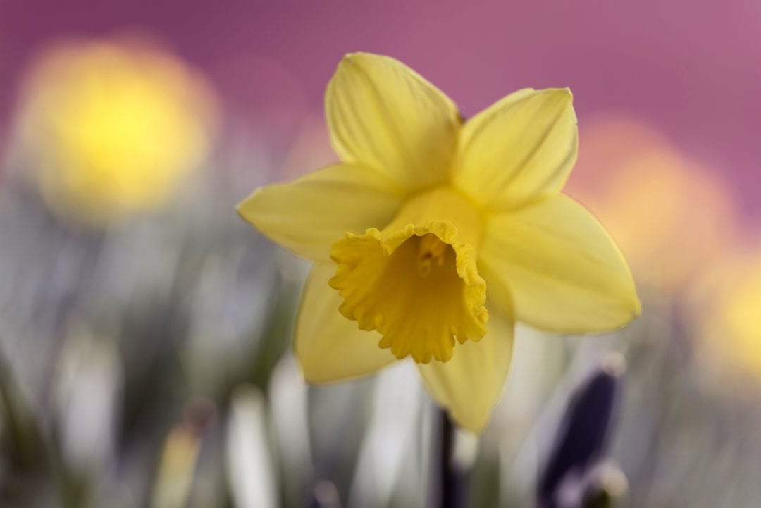 Super Symbolic Daffodil Meanings on WhatsYourSign