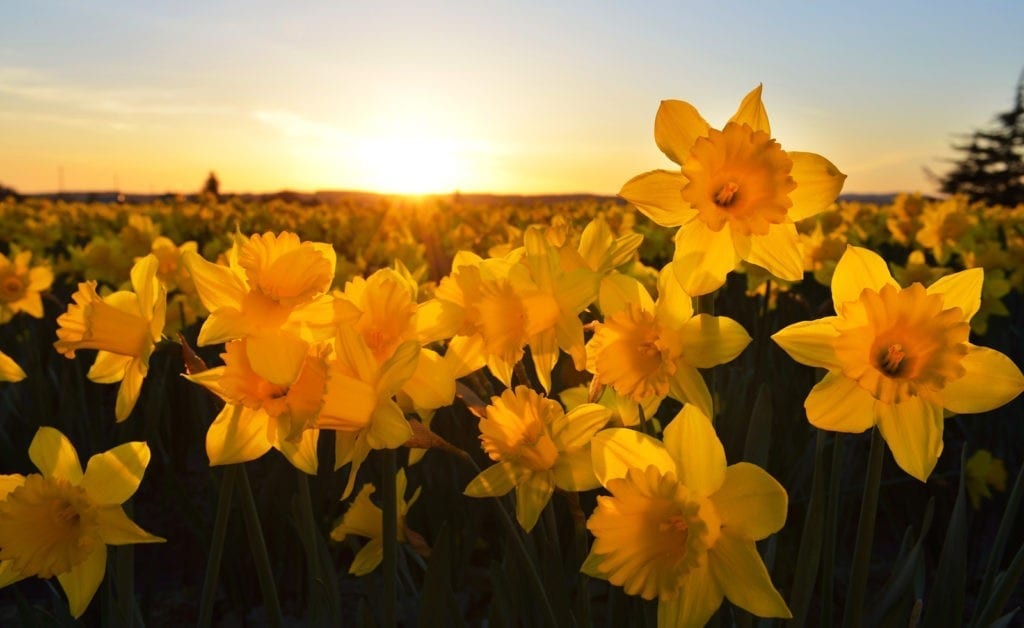 Symbolic daffodil meanings