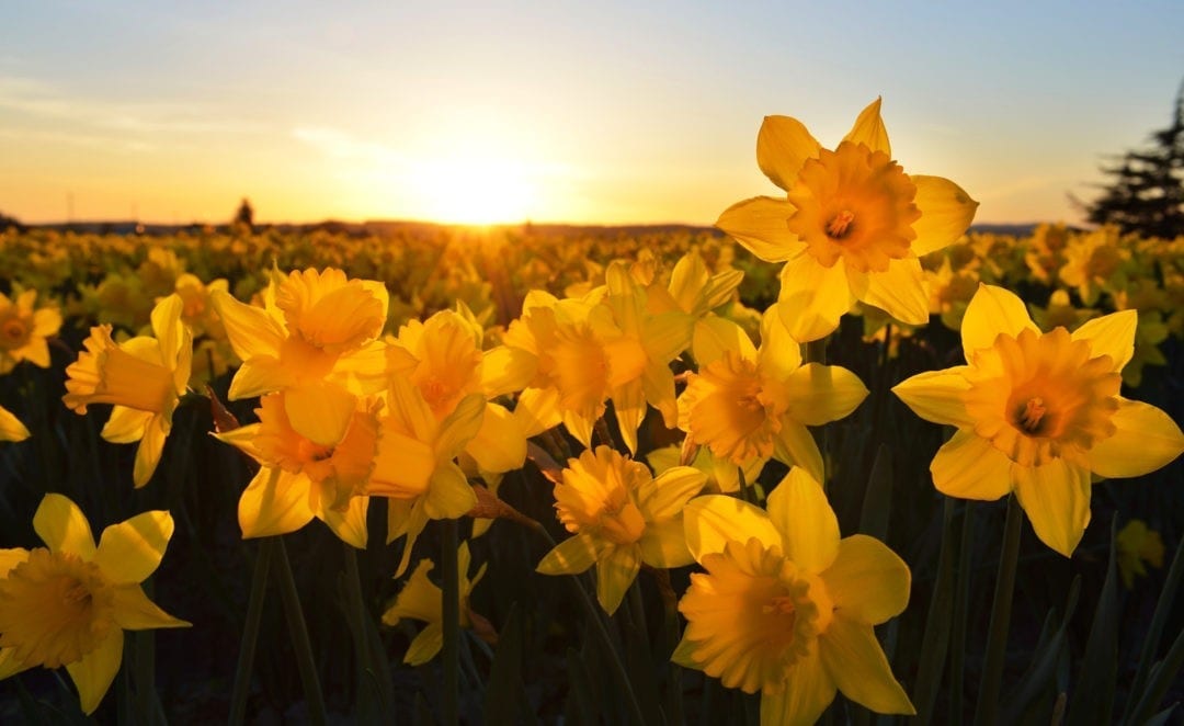 Super Symbolic Daffodil Meanings on WhatsYourSign