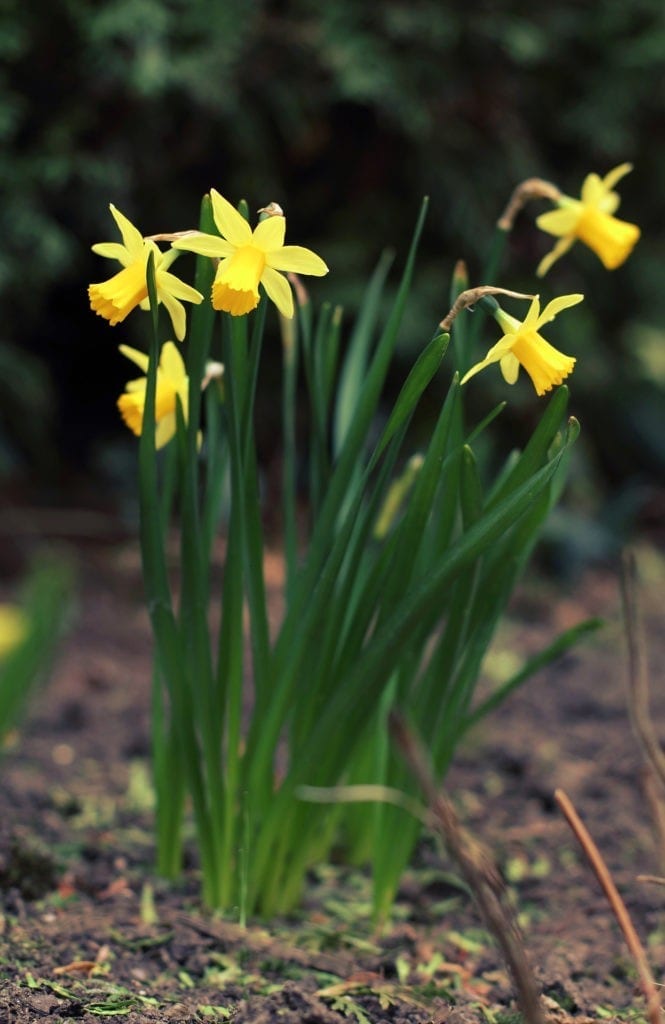 symbolic daffodil meanings