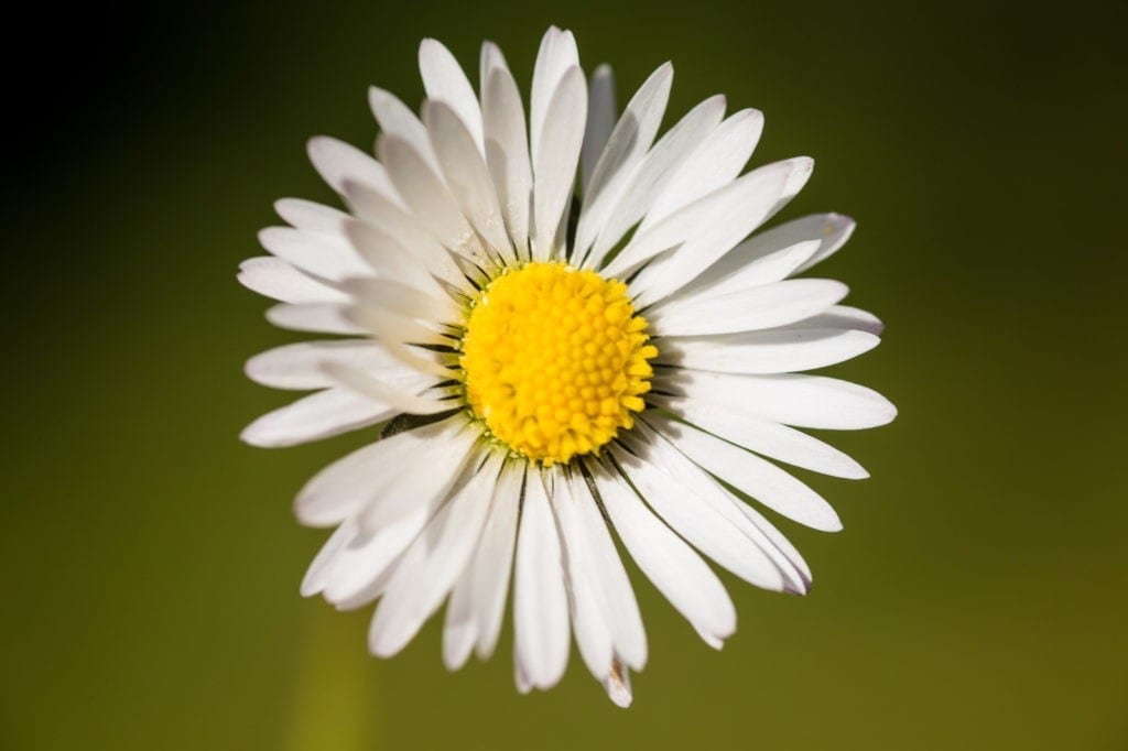 daisy meaning