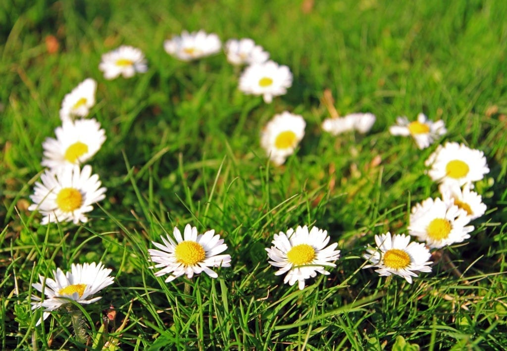 symbolic meaning of daisies