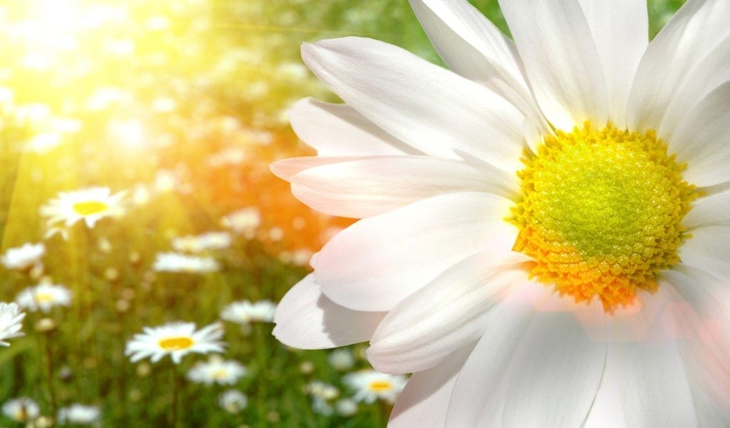 daisy meaning and symbolic meaning of daisies