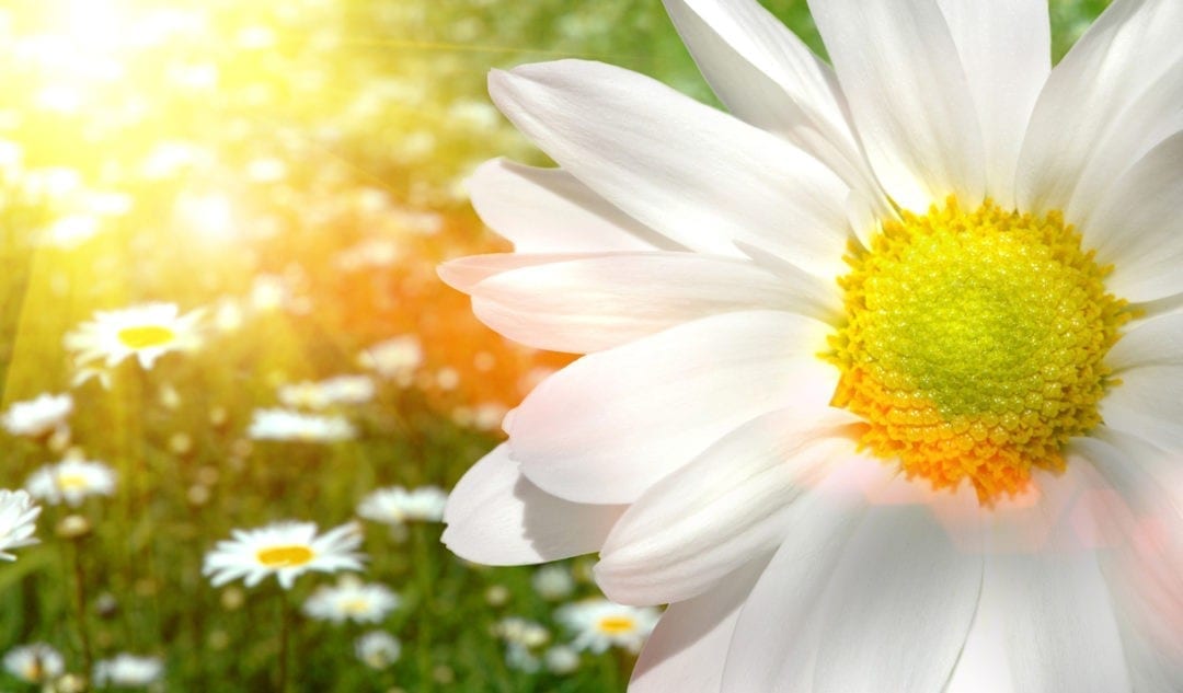 Symbolic Meaning of the Daisy Deep Insights About the Daisy in Myth