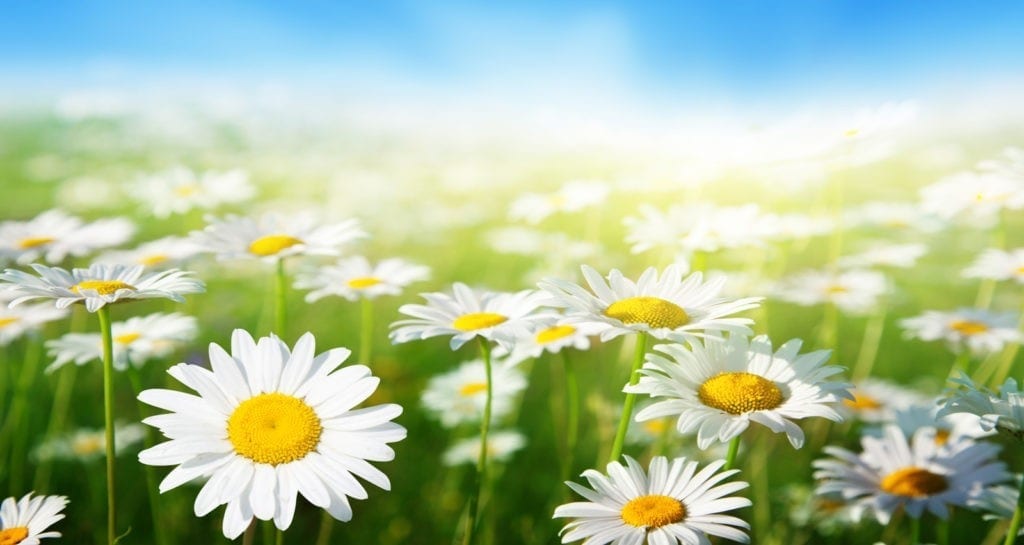 symbolic meaning of daisy