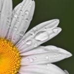 meaning of the daisy