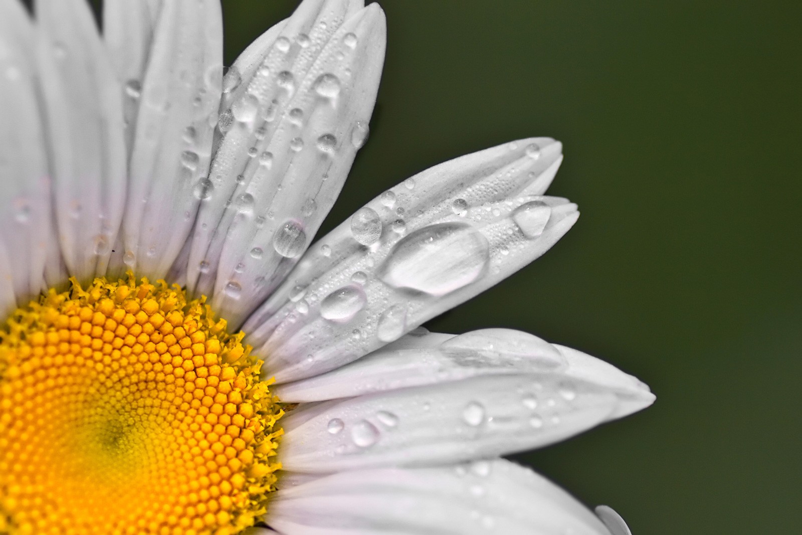 Symbolic Meaning of the Daisy