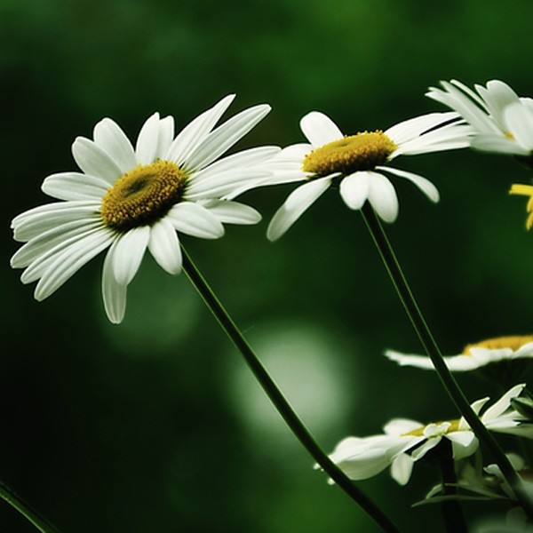 daisy meaning and symbolic meaning of daisy