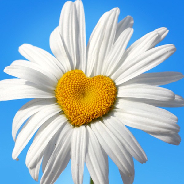 daisy meaning and symbolic meaning of daisy